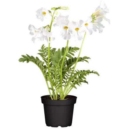 Incarvillea delavayi 'Snowtop'