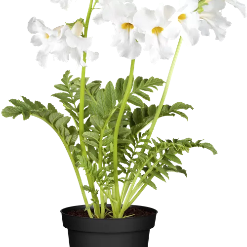 Incarvillea delavayi 'Snowtop'