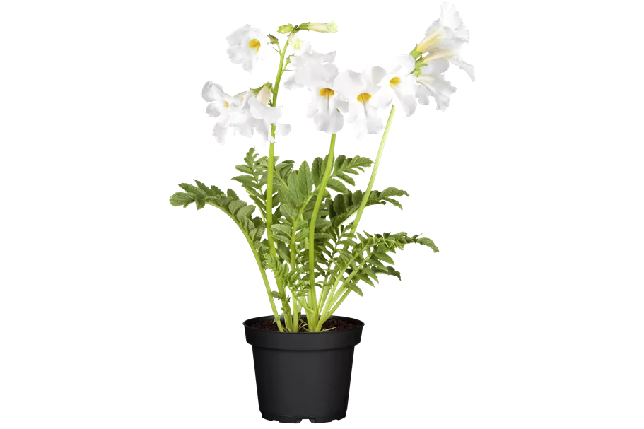 Incarvillea delavayi 'Snowtop'