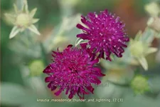 Knautia macedonica 'Thunder and Lightning'