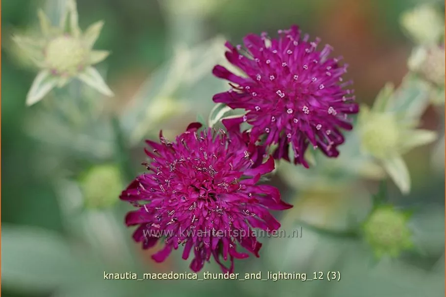 Knautia macedonica 'Thunder and Lightning'