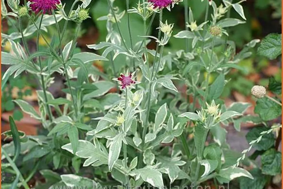 Knautia macedonica 'Thunder and Lightning'