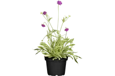 Knautia macedonica 'Thunder and Lightning'