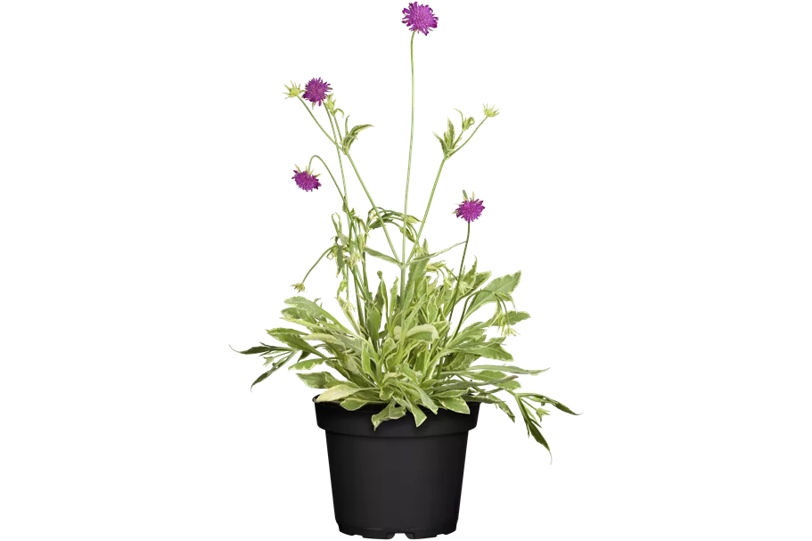 Knautia macedonica 'Thunder and Lightning'