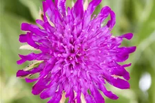 Knautia macedonica 'Thunder and Lightning'