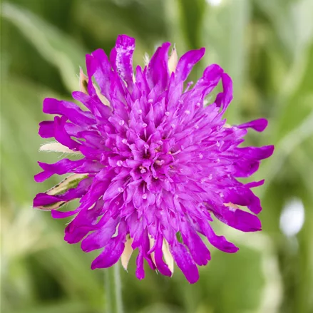 Knautia macedonica 'Thunder and Lightning'