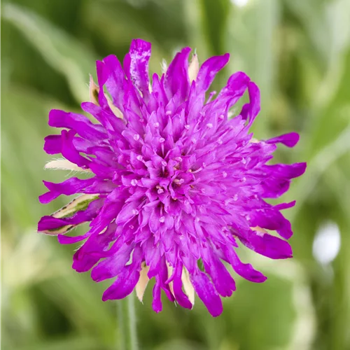 Knautia macedonica 'Thunder and Lightning'
