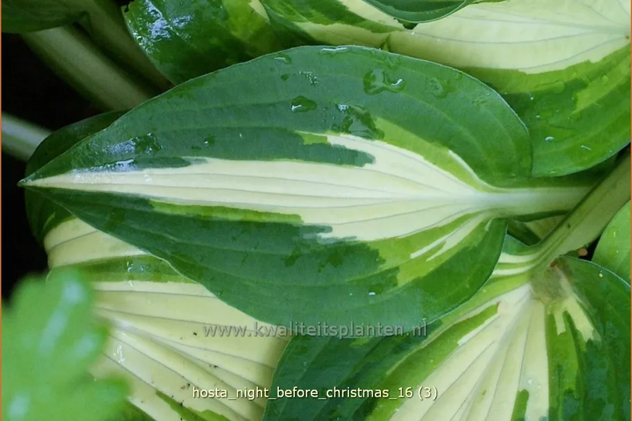 Hosta 'Night before Christmas'
