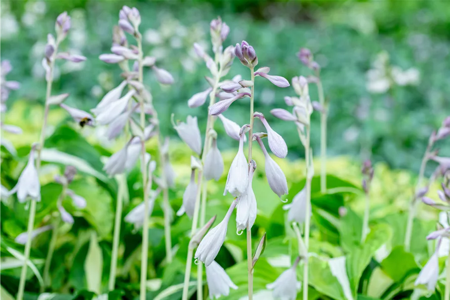 Hosta 'Night before Christmas'