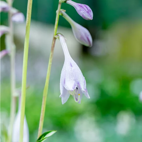 Hosta 'Night before Christmas'