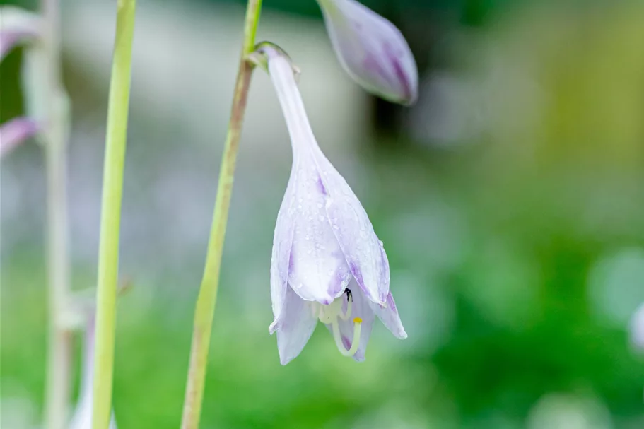 Hosta 'Night before Christmas'
