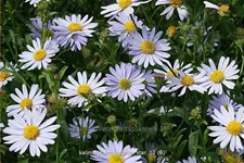 Kalimeris incisa 'Blue Star'