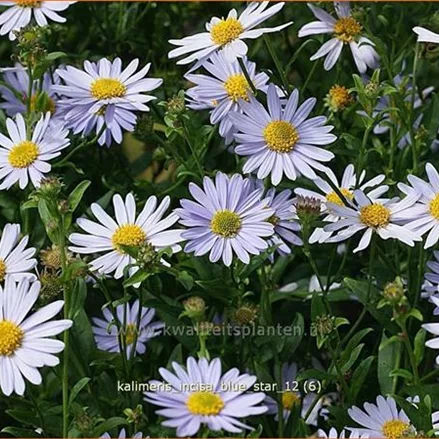 Kalimeris incisa 'Blue Star'