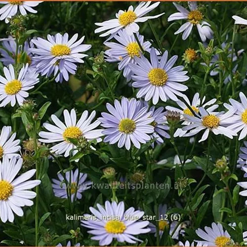 Kalimeris incisa 'Blue Star'