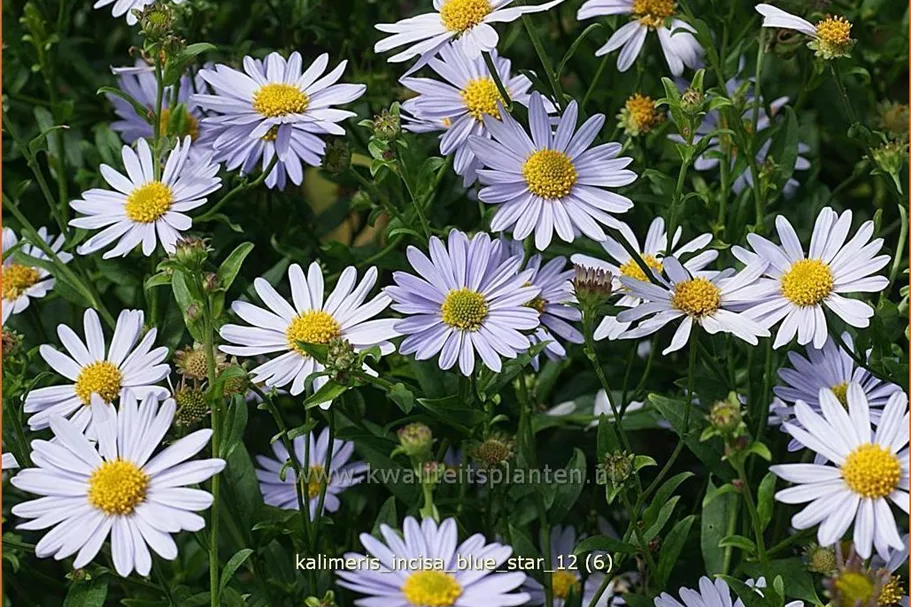 Kalimeris incisa 'Blue Star'