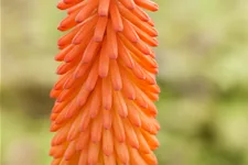 Kniphofia uvaria 'Alcazar'