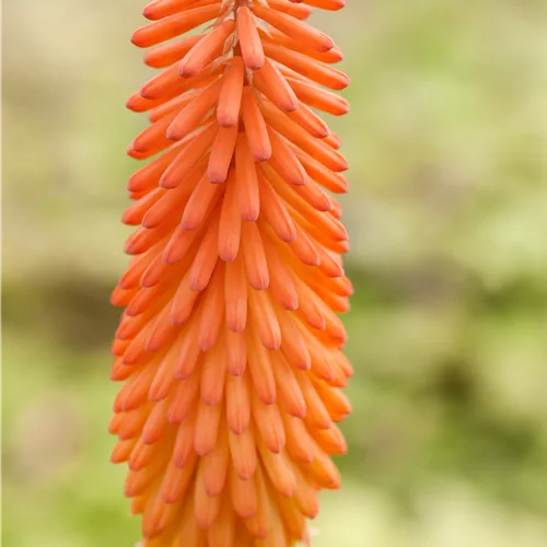 Kniphofia uvaria 'Alcazar'