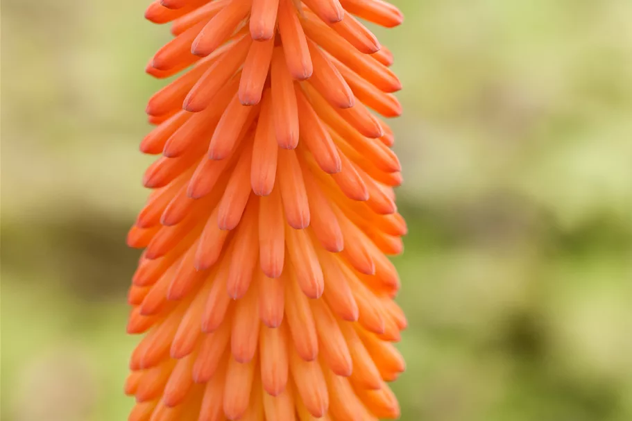 Kniphofia uvaria 'Alcazar'