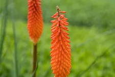 Kniphofia uvaria 'Alcazar'