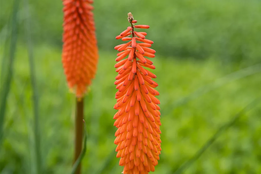Kniphofia uvaria 'Alcazar'