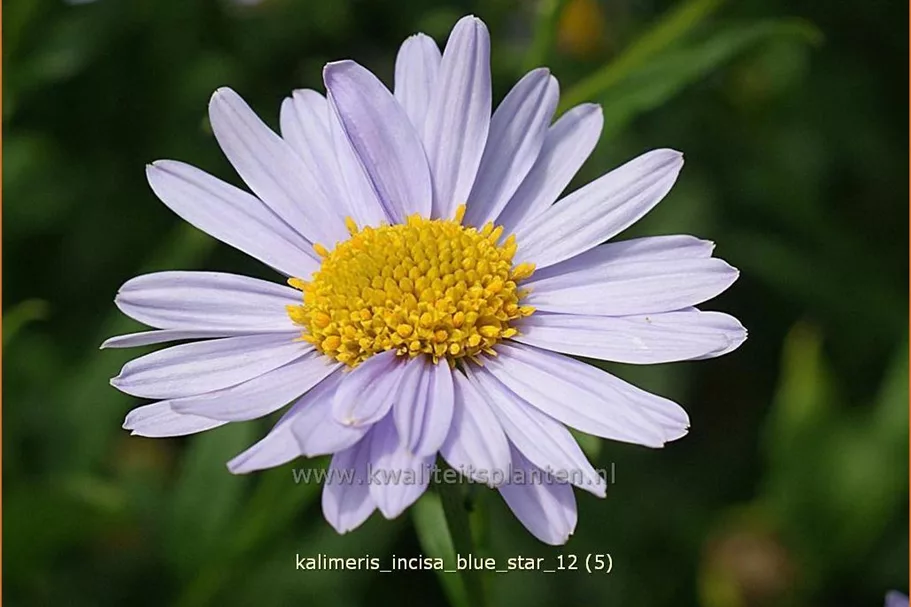 Kalimeris incisa 'Blue Star'