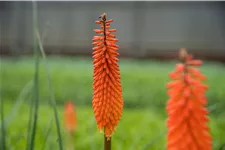 Kniphofia uvaria 'Alcazar'