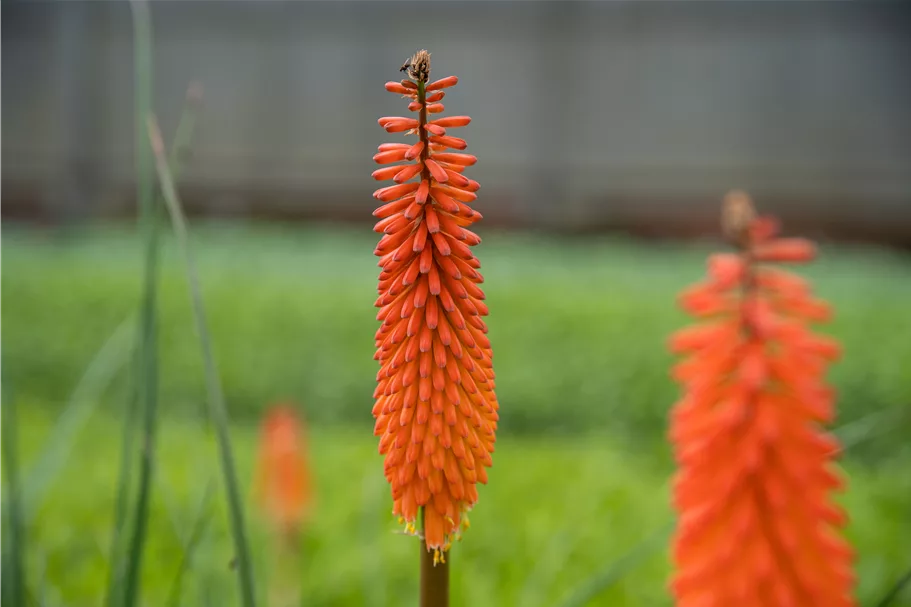 Kniphofia uvaria 'Alcazar'