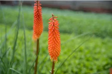 Kniphofia uvaria 'Alcazar'