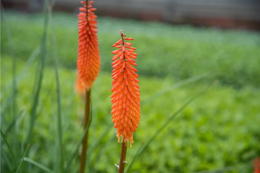 Kniphofia uvaria 'Alcazar'