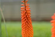 Kniphofia uvaria 'Alcazar'