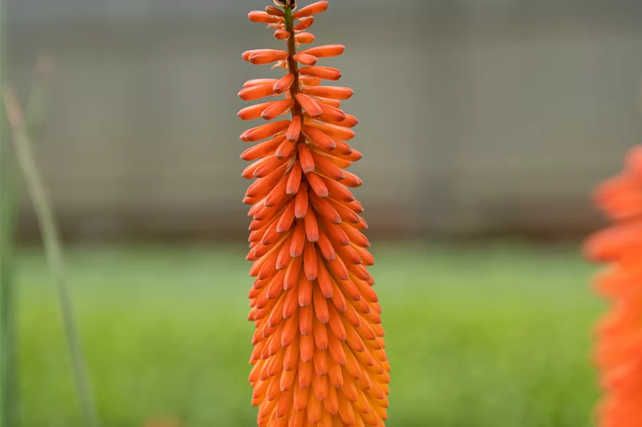 Kniphofia uvaria 'Alcazar'