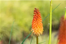 Kniphofia uvaria 'Alcazar'