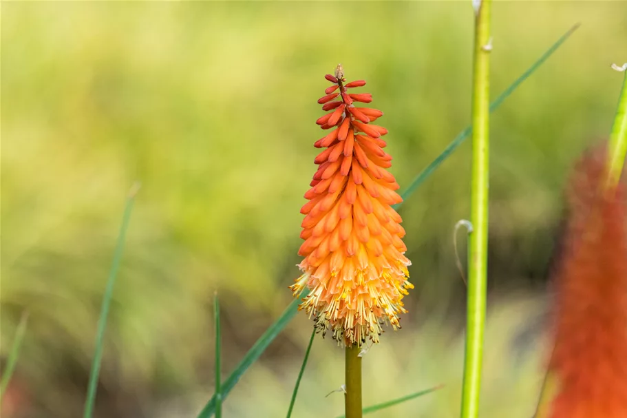Kniphofia uvaria 'Alcazar'