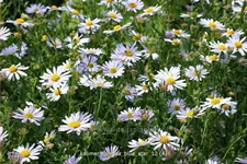 Kalimeris incisa 'Blue Star'