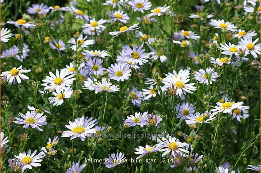 Kalimeris incisa 'Blue Star'