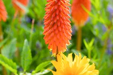 Kniphofia uvaria 'Alcazar'