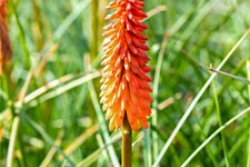 Kniphofia uvaria 'Alcazar'