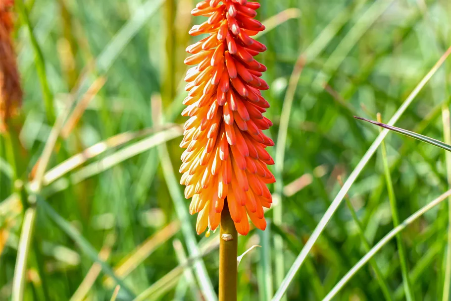 Kniphofia uvaria 'Alcazar'