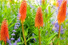 Kniphofia uvaria 'Alcazar'