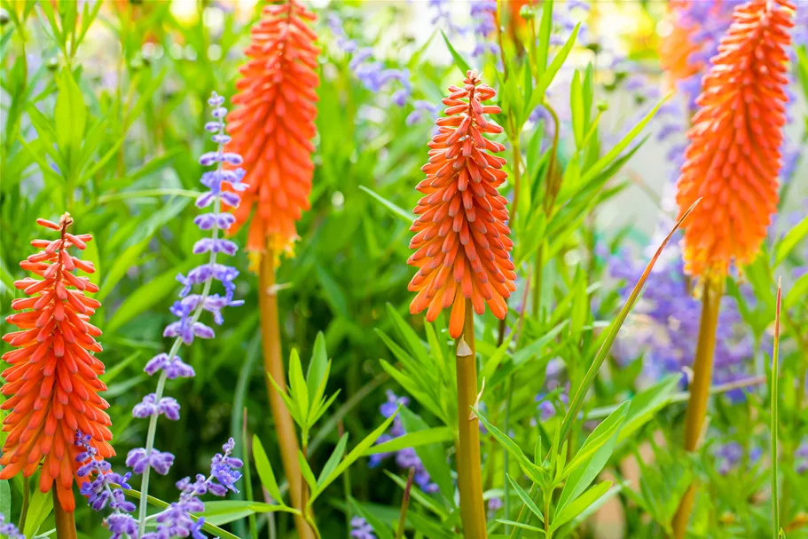 Kniphofia uvaria 'Alcazar'