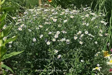 Kalimeris incisa 'Blue Star'