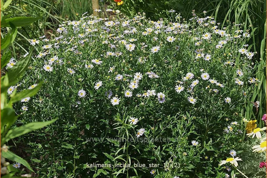 Kalimeris incisa 'Blue Star'