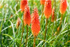 Kniphofia uvaria 'Alcazar'