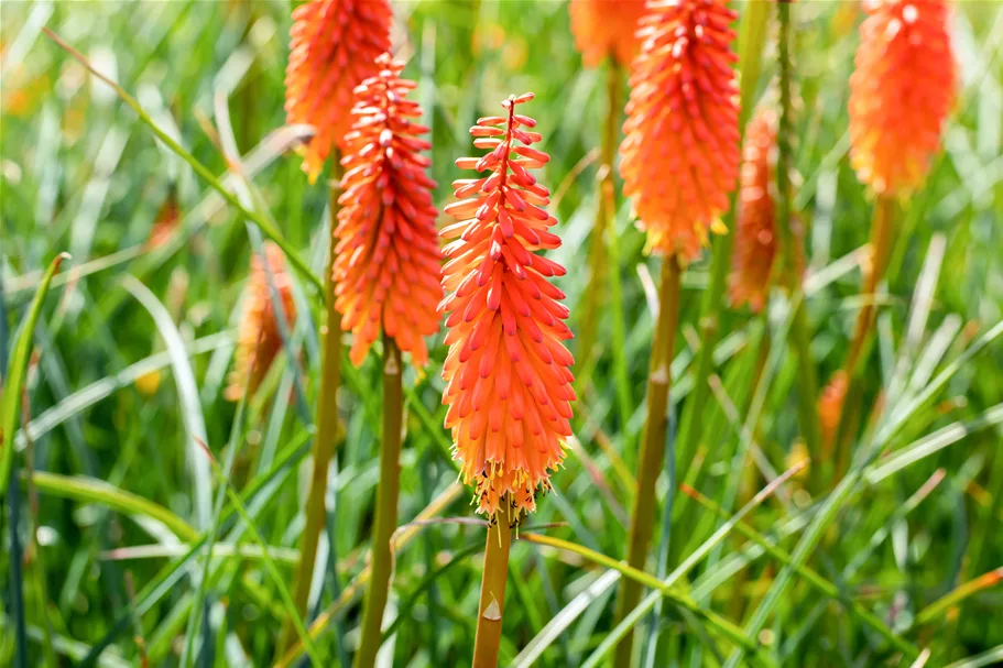Kniphofia uvaria 'Alcazar'