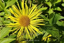 Inula hookeri