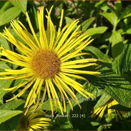 Inula hookeri