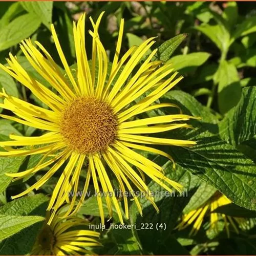 Inula hookeri