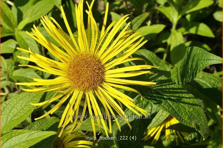 Inula hookeri