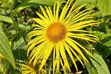 Inula hookeri