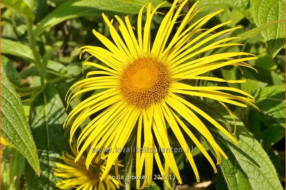Inula hookeri